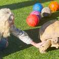 Grumpy Tortoise Finds A New Obsession