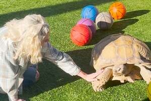 Grumpy Tortoise Finds A New Obsession