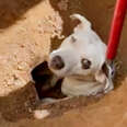 Stray Dog Finally Gets Freed From Drainpipe