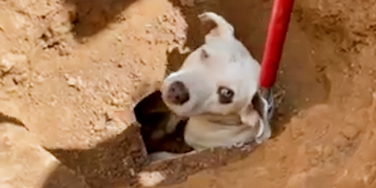 Image showcasing Stray Dog Finally Gets Freed From Drainpipe - Videos - The Dodo