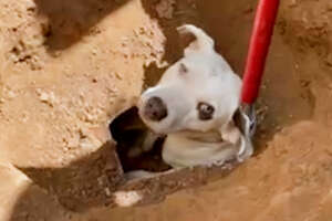 Stray Dog Finally Gets Freed From Drainpipe