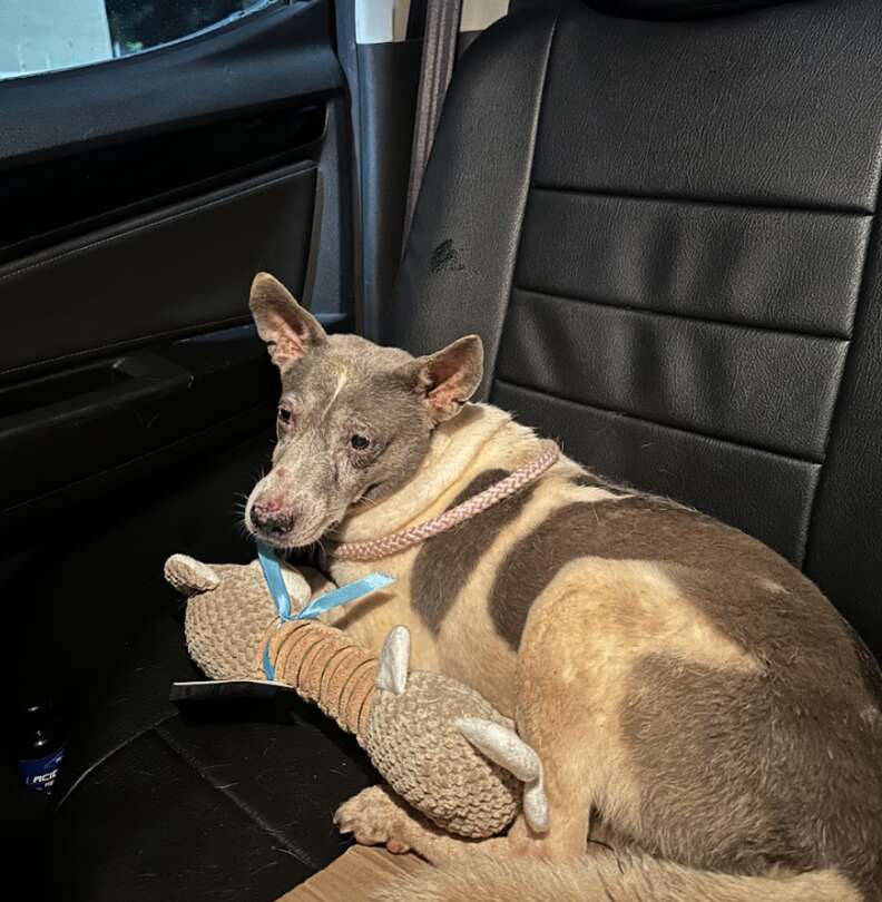 dog in car seat 