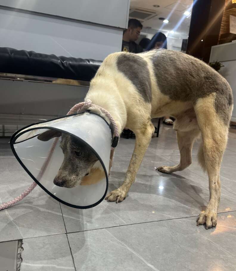 dog in cone 