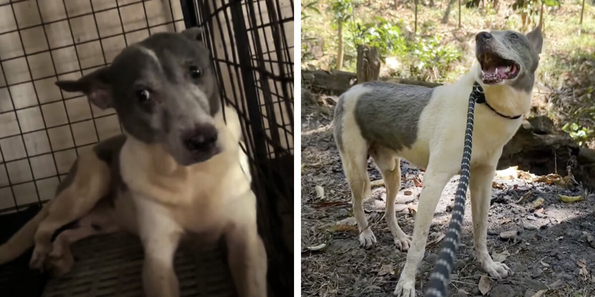 Rescue Dog Feels The Sun On His Face For First Time After 15 Years In A Cage