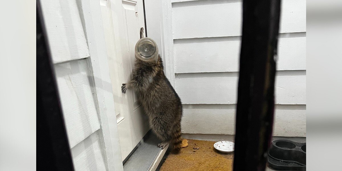 Animal With Jar Stuck On Head Comes To Family's Door Looking For Compassion