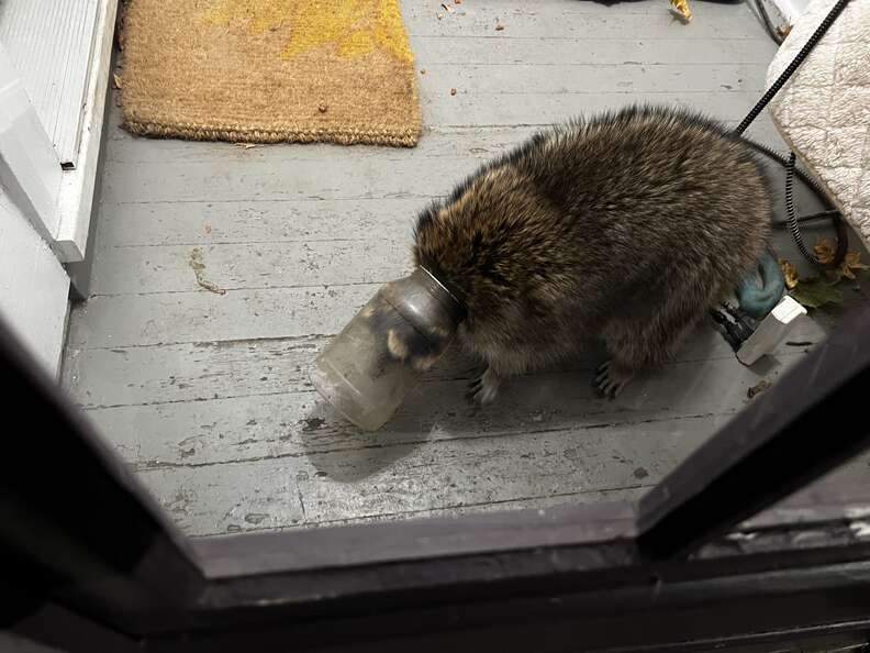 raccoon with jar on head