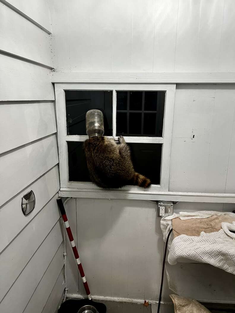 raccoon with jar on head