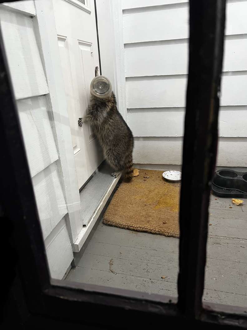 raccoon with jar on head