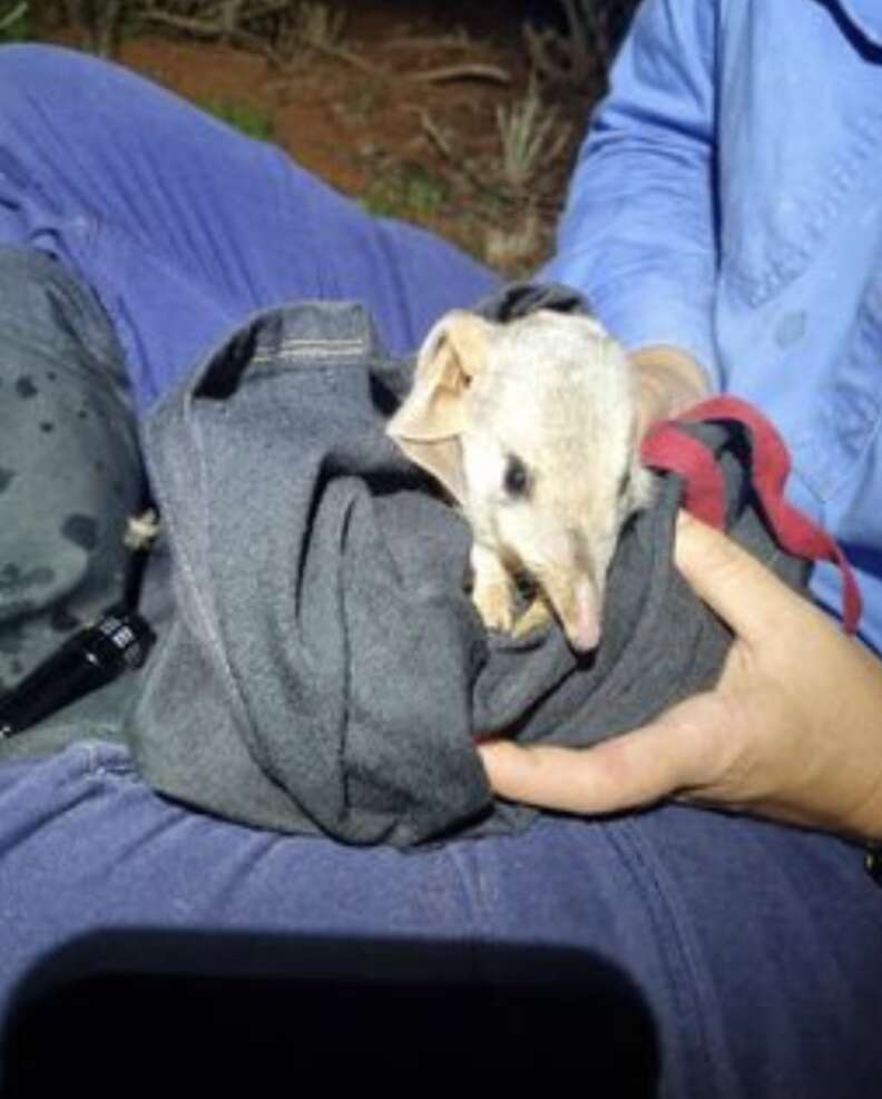 bilby in blanket 