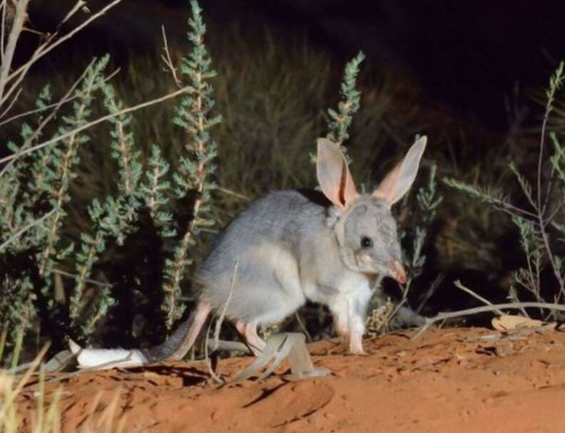 bilby in the wild 