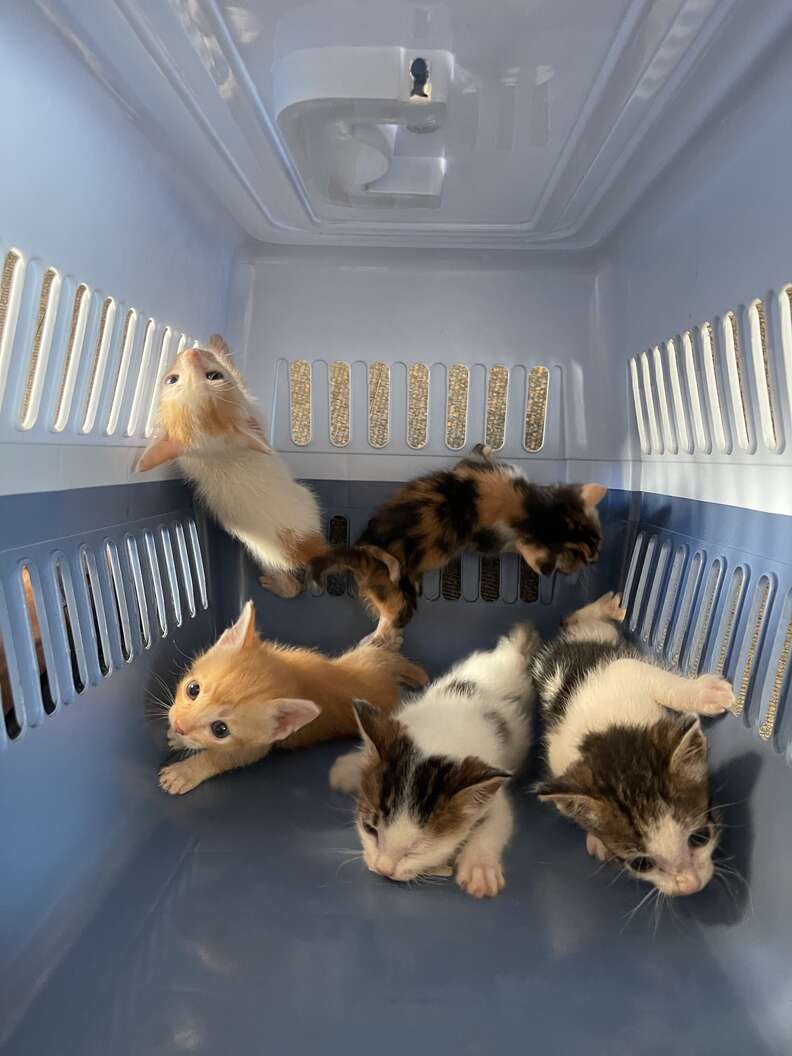 kittens