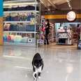 Rescued Cat Walks Into Mall And Decides She Lives There Now