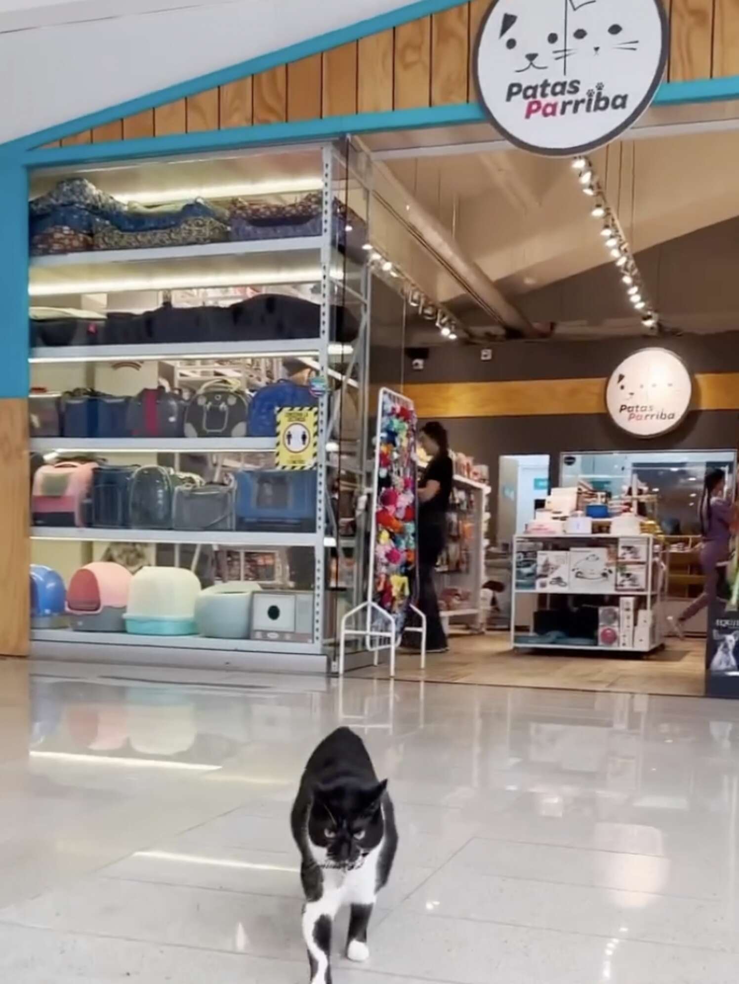Cat walks into a mall
