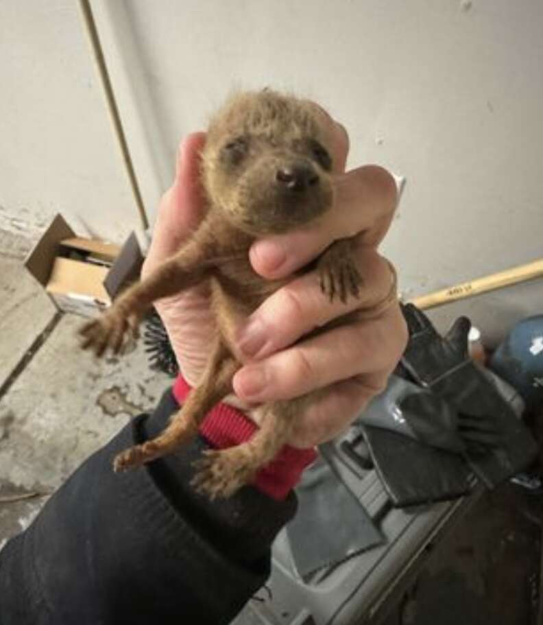 baby raccoon 