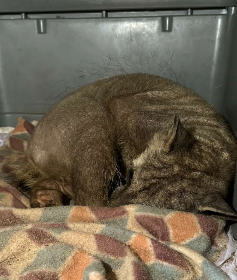 raccoon on blanket