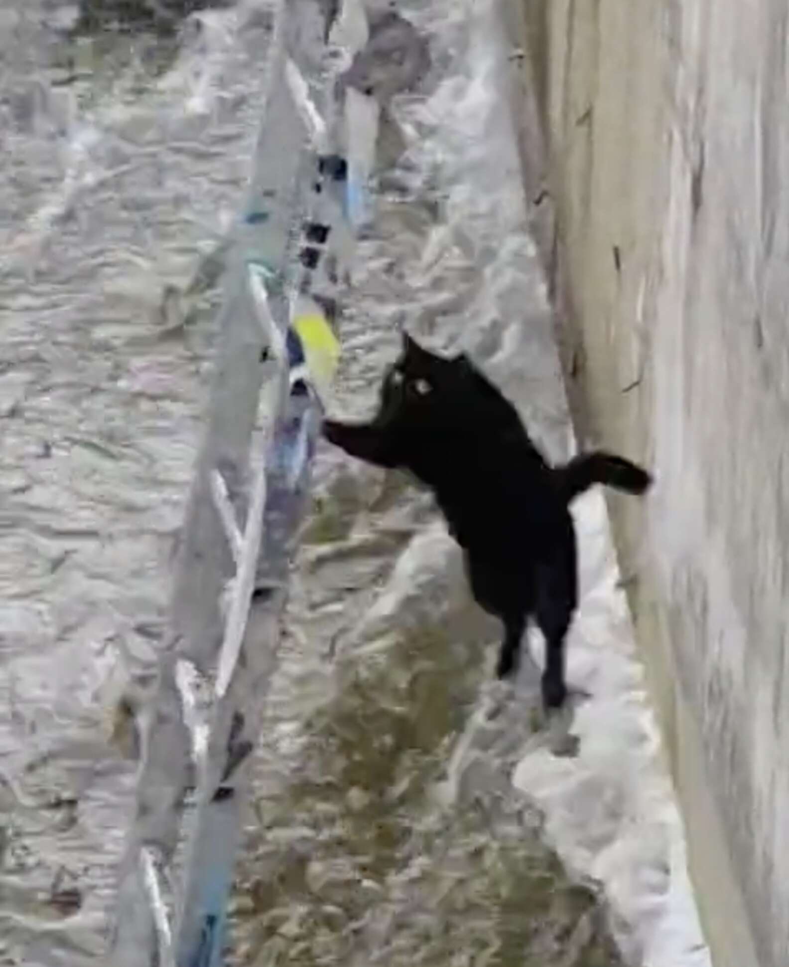 Stranded Cat Rescue Of Cat Stranded By Icy Stream Ends In The Most Dramatic Fashion ...