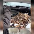 Pile Of Baby Animals Almost Went Unnoticed Inside Car Engine