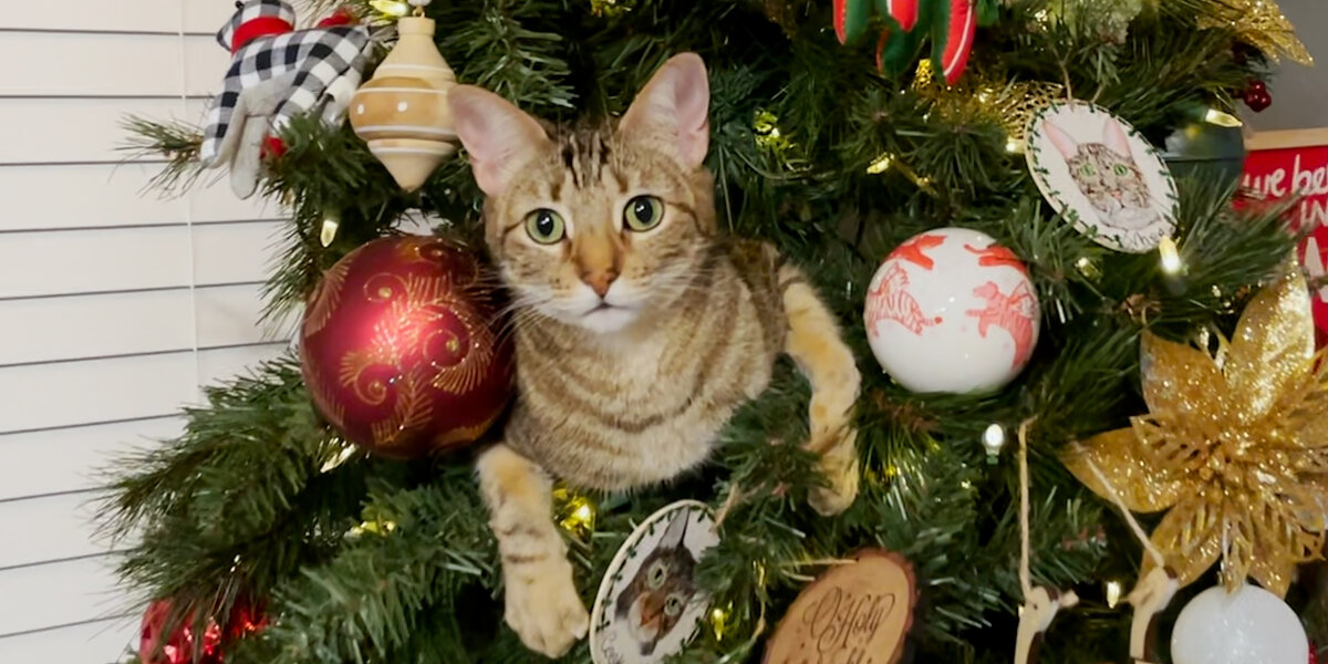 These Cats Are Obsessed With Christmas - Videos - The Dodo