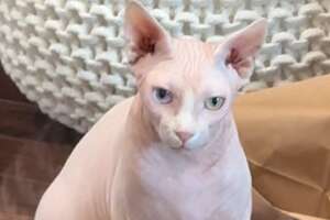 Grumpy Dodo Grumpy Cat Loves Only One Thing - Videos - The Dodo