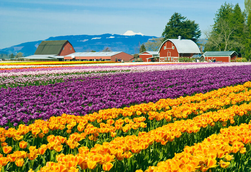 It’s the Perfect Time to Visit Skagit Valley—and Not Just for Tulips