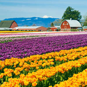 It’s the Perfect Time to Visit Skagit Valley—and Not Just for Tulips