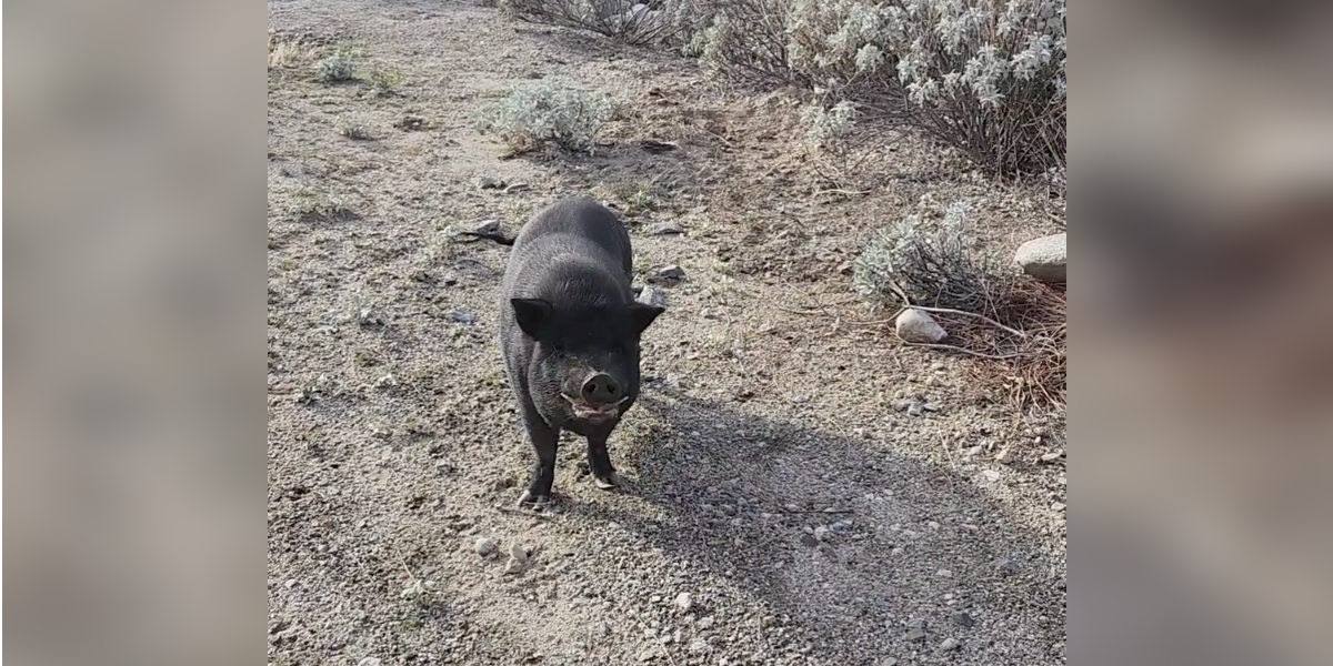 Pig Dumped In Middle Of Nowhere Can't Stop Wagging His Tail When Found ...