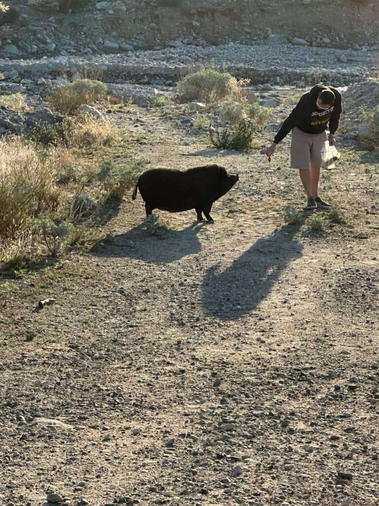 pig