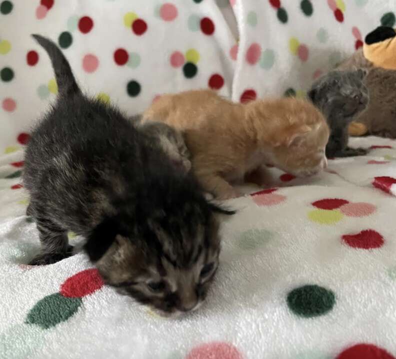 kittens on blanket 