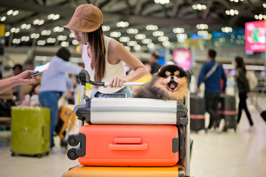 American Airlines Updates Pet Carrier and CarryOn Policy Thrillist