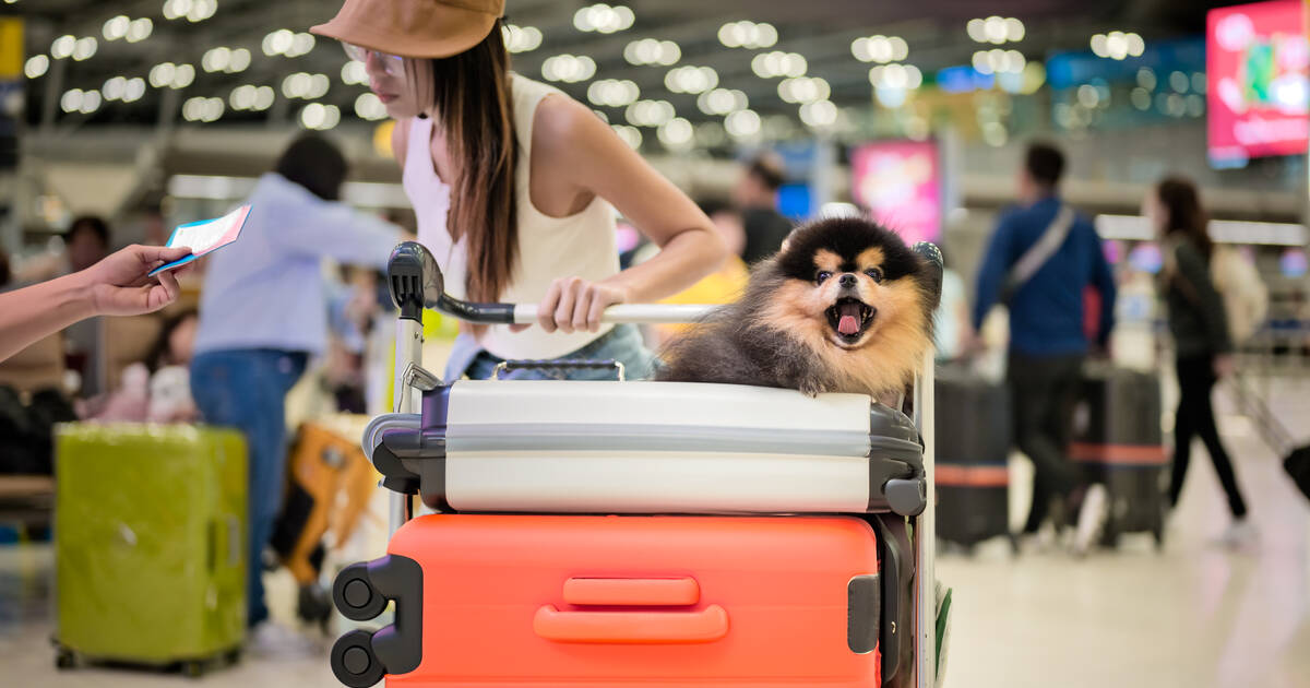 American Airlines Updates Pet Carrier and Carry On Policy Thrillist