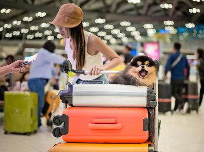 Traveler with a dog is beginning a trip and about to board an airplane.