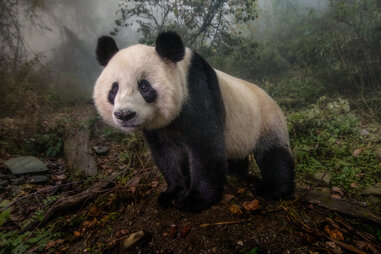 a young panda bear looks out into the world