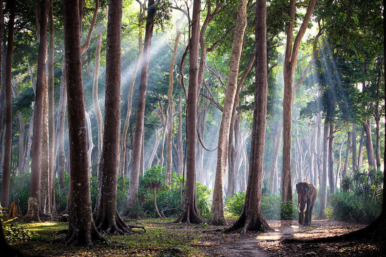 an elephant walking along gigantic trees