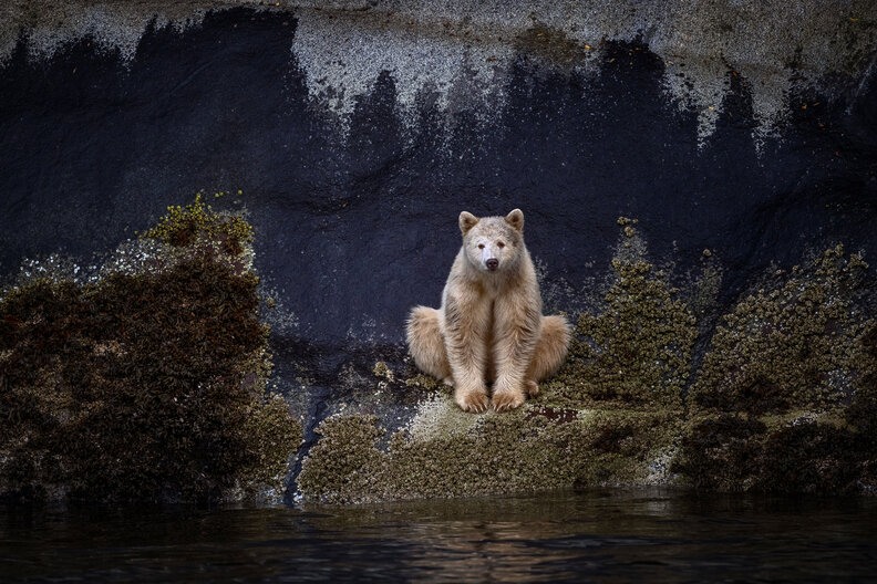a light-colored bear sits on a rocky shoreline eating barnacles