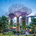 supertree grove things to do in singapore botanic gardens