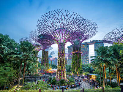 supertree grove things to do in singapore botanic gardens