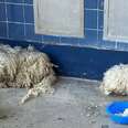 Pair Of Matted Stray Pups Wander Onto School Grounds Hoping To Be Saved