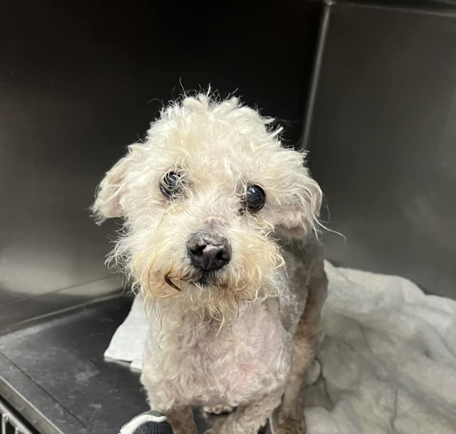 Awecamino Pet Hospital Irvine 23