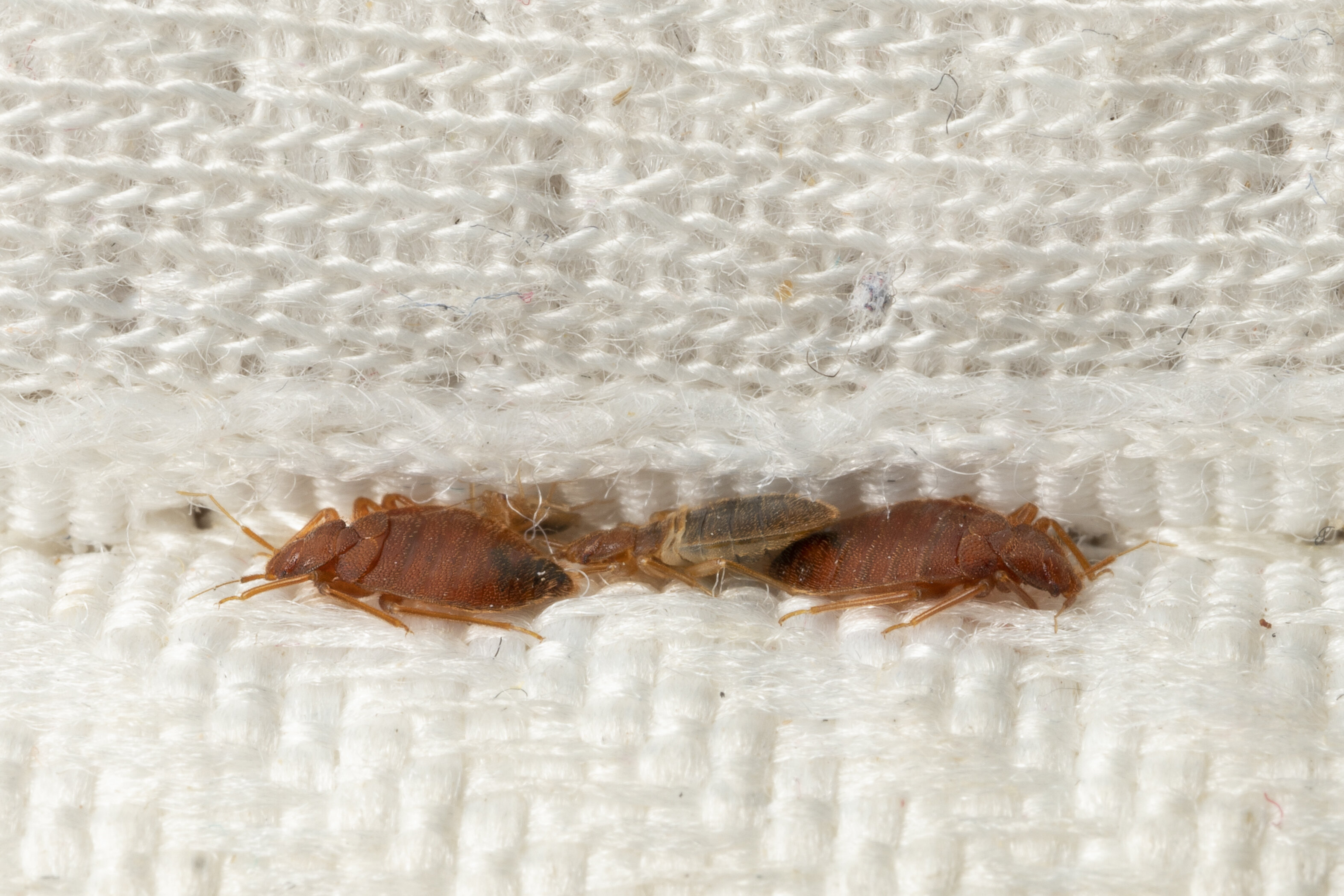 How to Check Your Hotel for Bedbugs, According to a Pest Control Expert