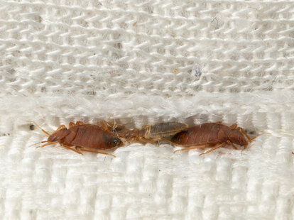 Brown bedbugs hiding in the crease of the mattress macro. Disgusting blood-sucking insects.