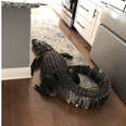 Giant Alligator Gives Unsuspecting Homeowner The Surprise Of A Lifetime