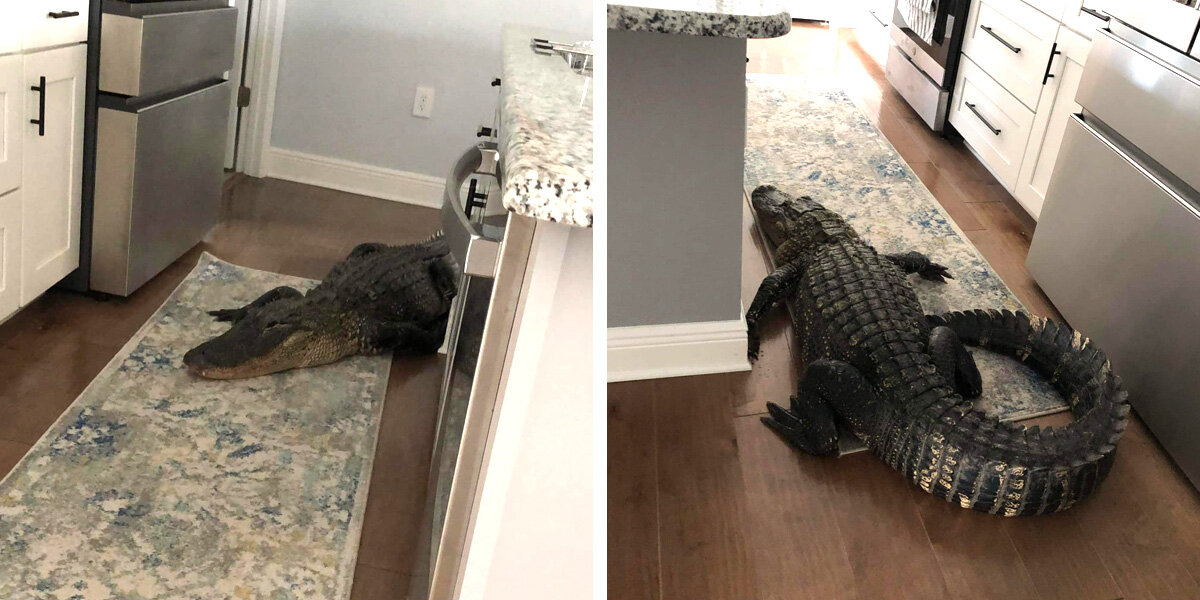 Giant Alligator Gives Unsuspecting Homeowner The Surprise Of A Lifetime ...