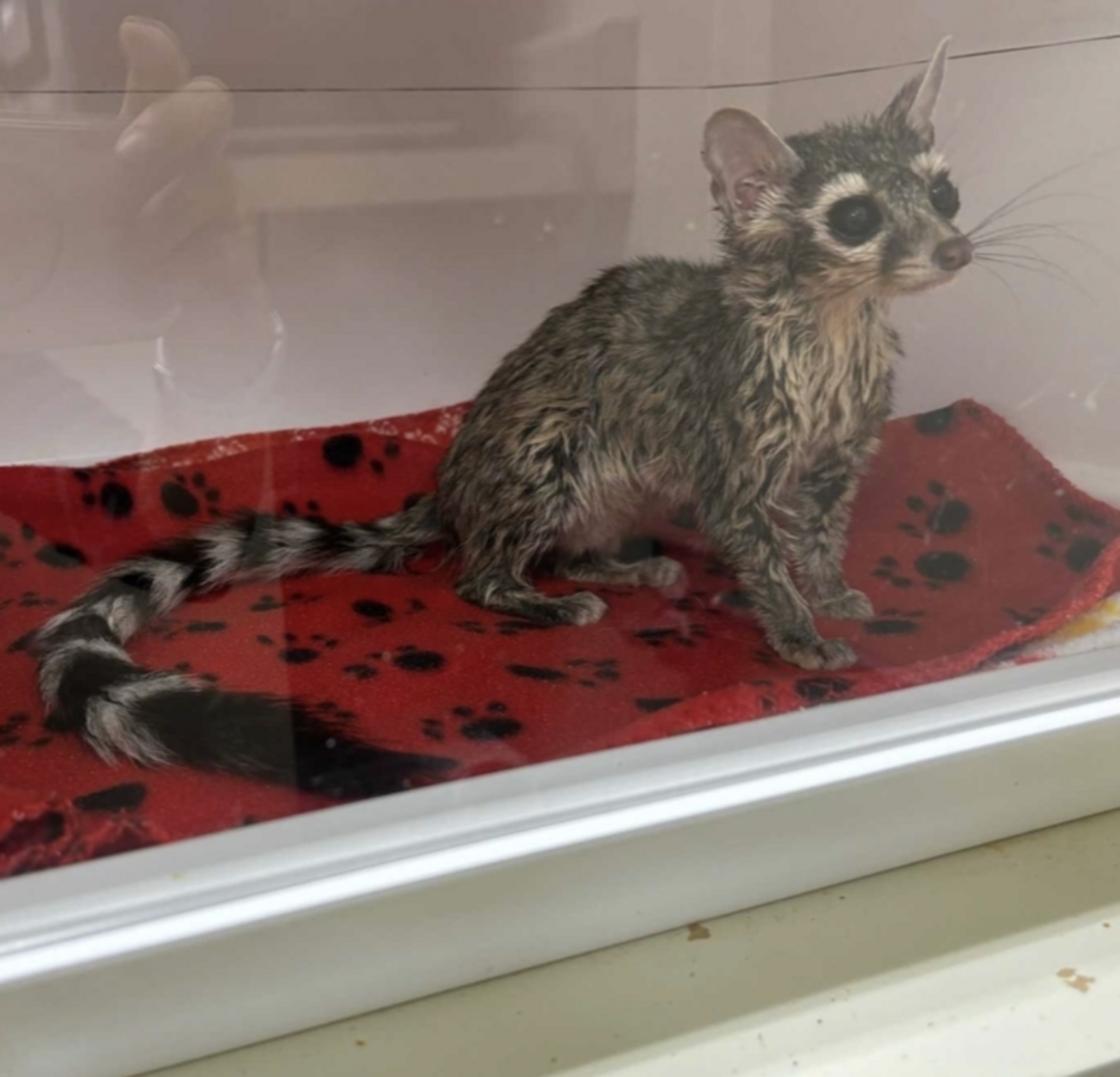 Saloon Worker Checks Oil Container And Finds Rare Animal Struggling ...