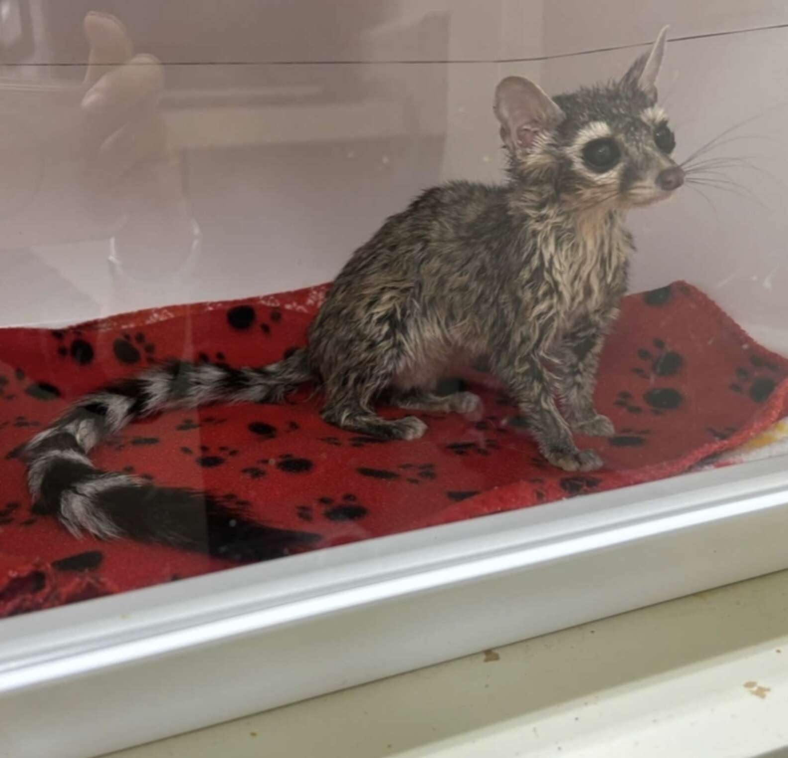 Sw Raccoon Saloon Worker Checks Oil Container And Finds Rare Animal Struggling ...