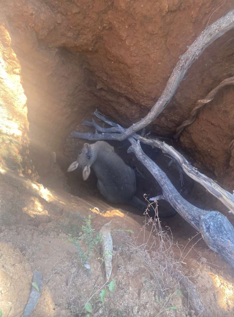 kangaroo in mine shaft 