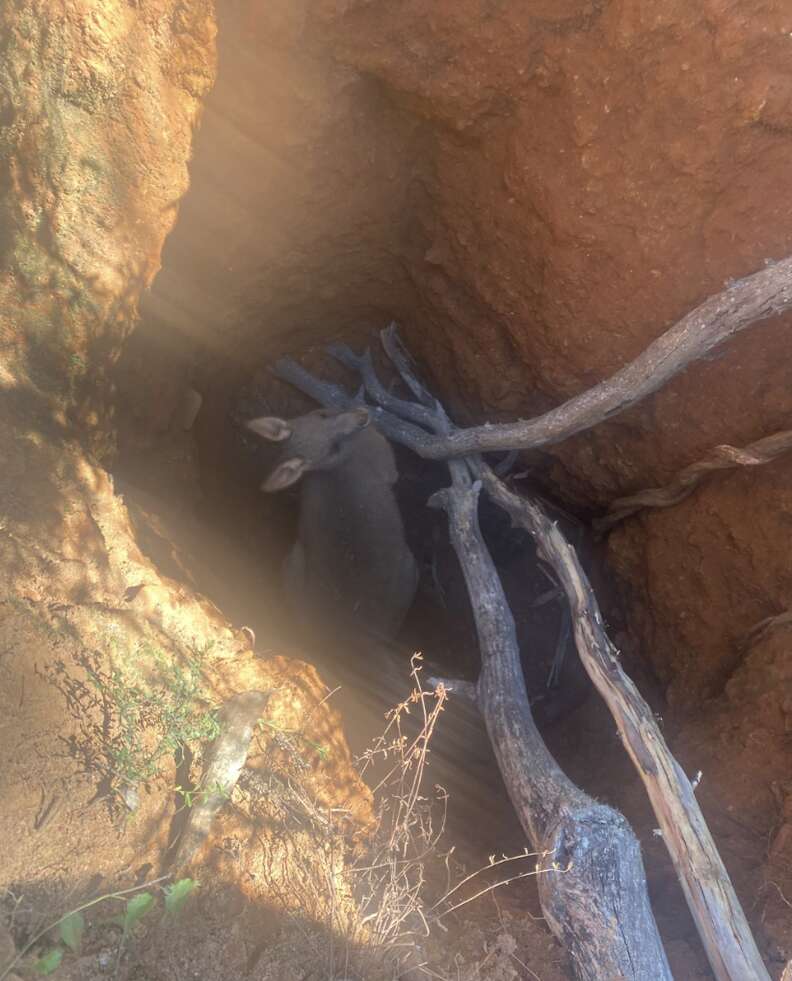 kangaroo in mineshaft 