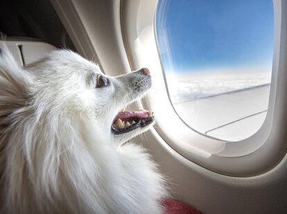 A smiling puppy looking out of an airplane window while in flight.