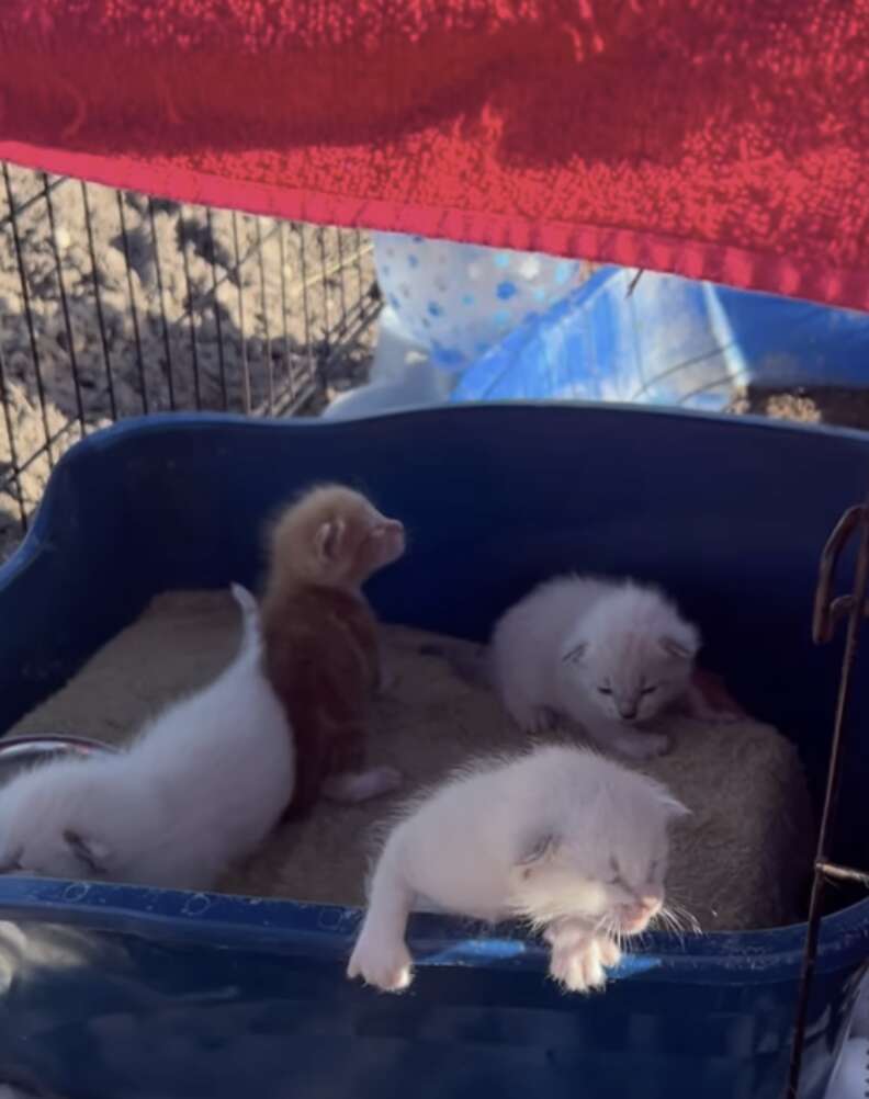 kittens in litter box 