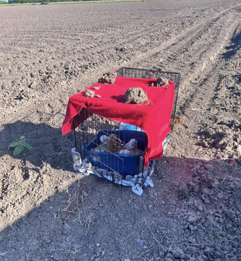 kittens in field 