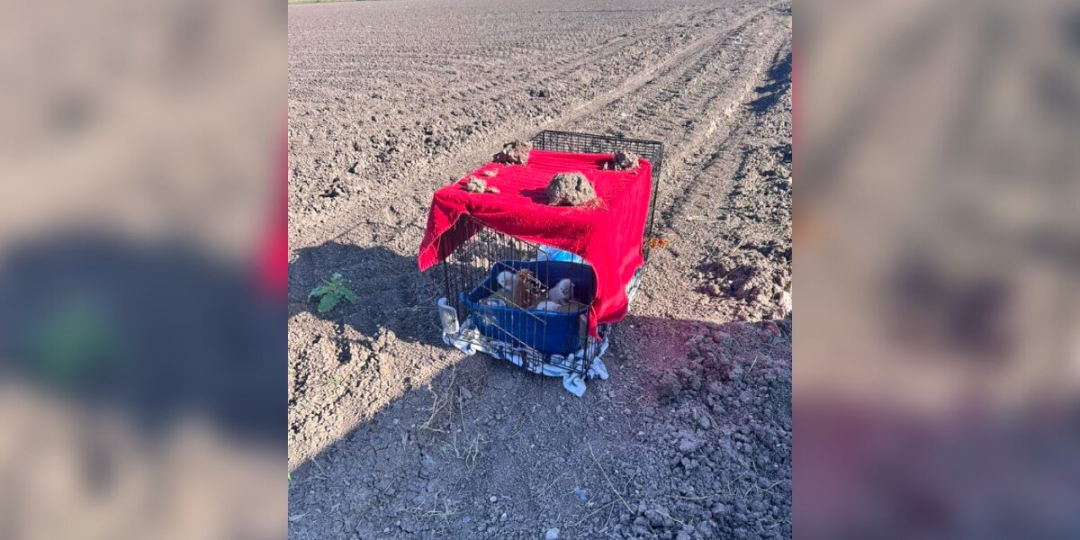 Family Of Fluffy Babies Waits In Dirt Field, Hoping Someone Notices Them